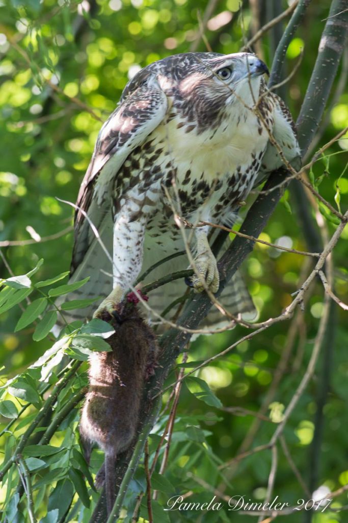 Red-tailed Hawk with rat
