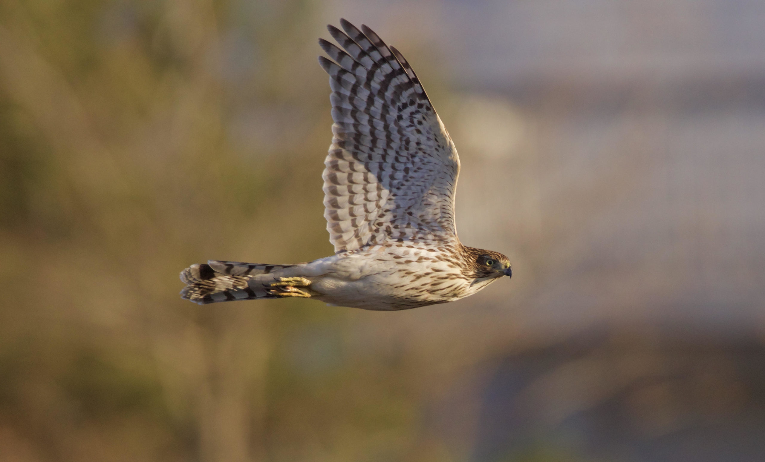 The Silent Killer - Raptors and Rodenticide - Habitat Restoration Fund