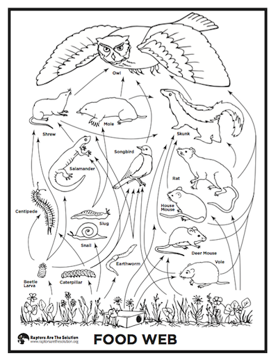 Food Web coloring poster