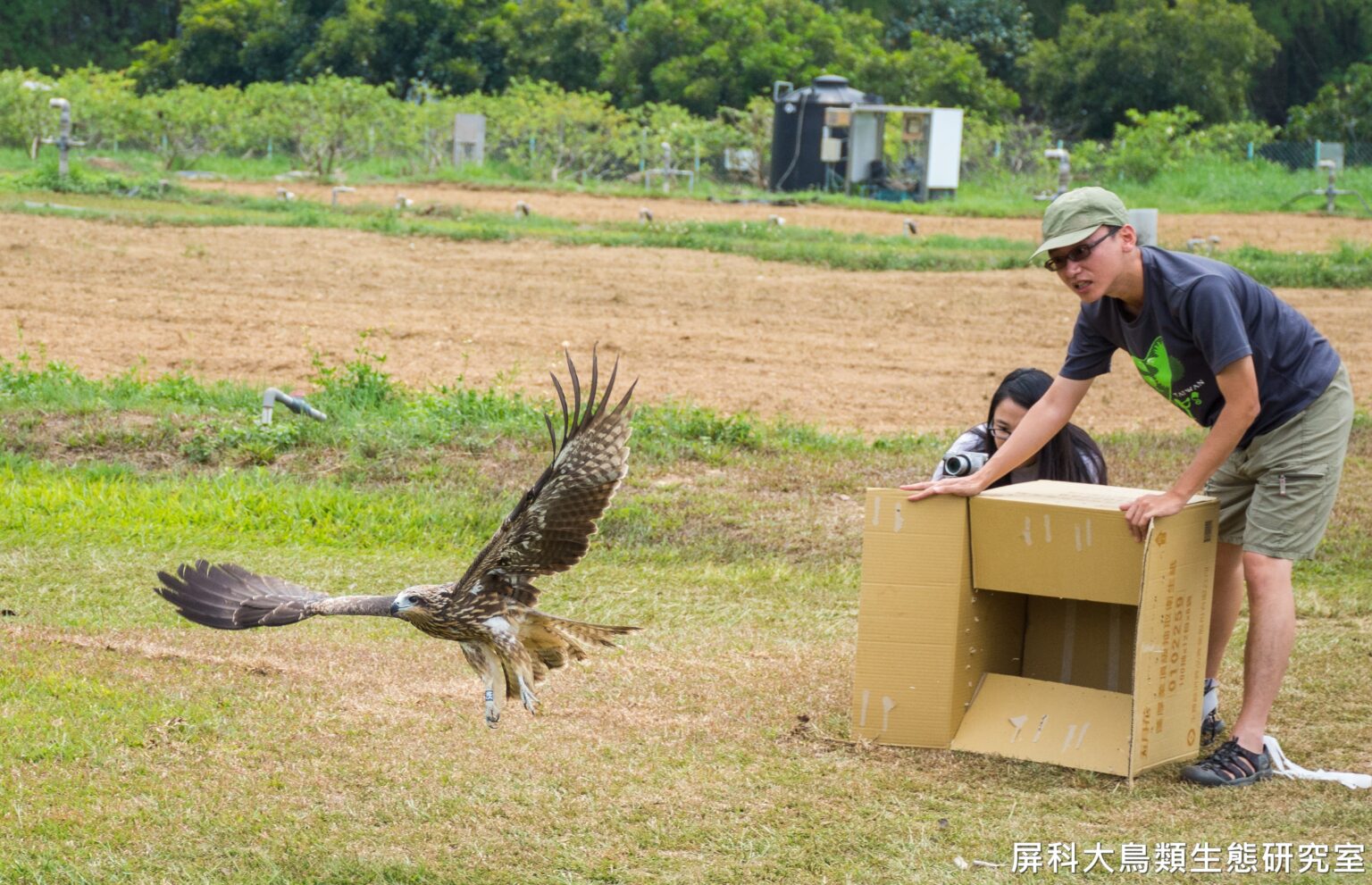Black Kites at Risk in Taiwan - by Joe Eaton - Raptors Are the Solution