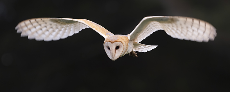 Barn owl by Vishal Subramanyan
