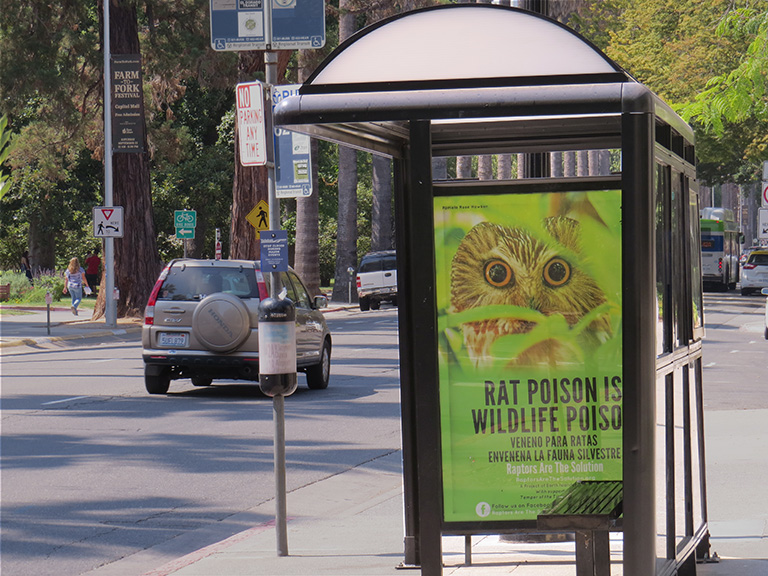 Bus Shelter Sacramento, hiding owl
