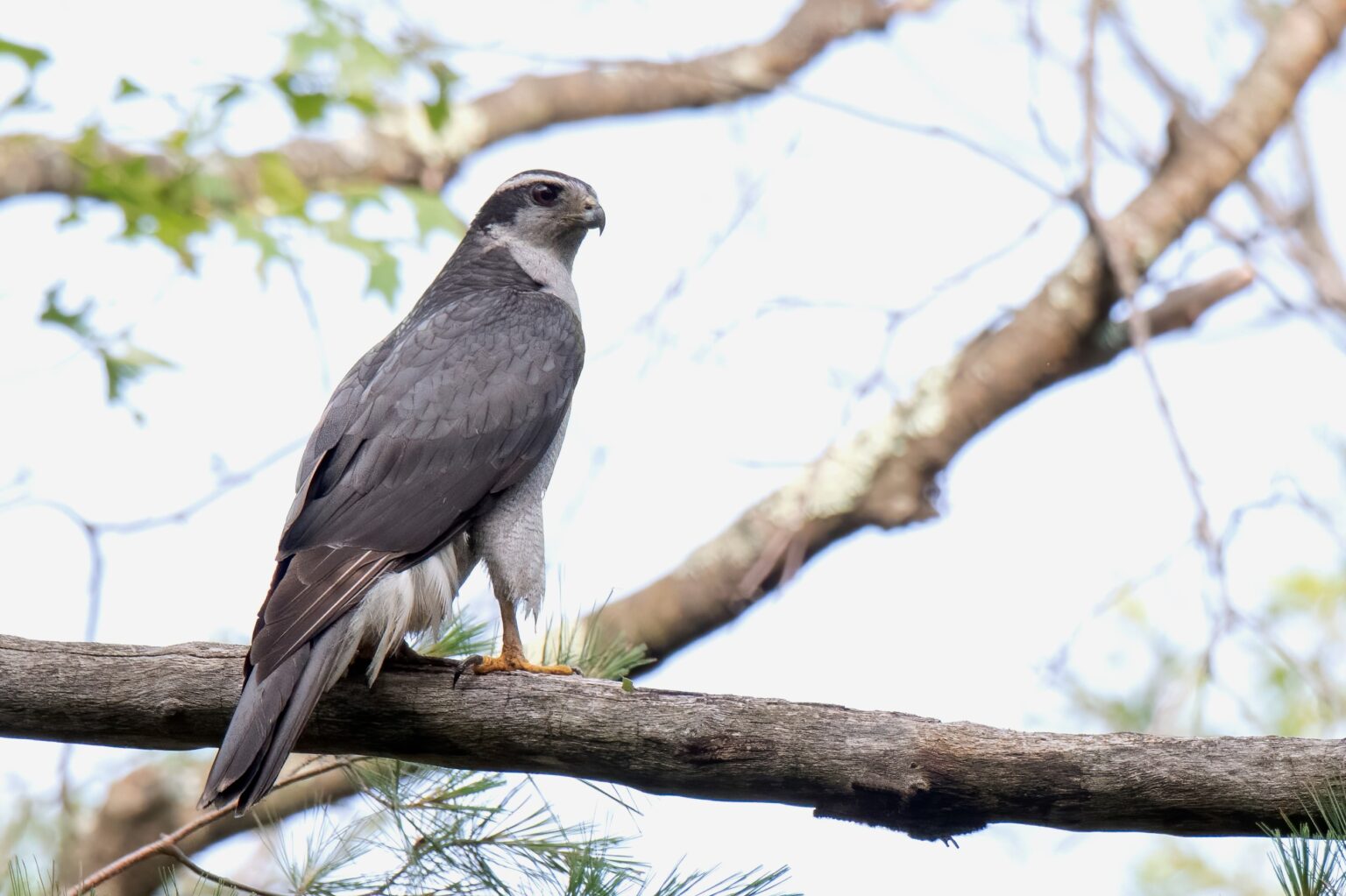 new-science-ars-found-in-goshawks-songbirds-and-others-by-joe-eaton