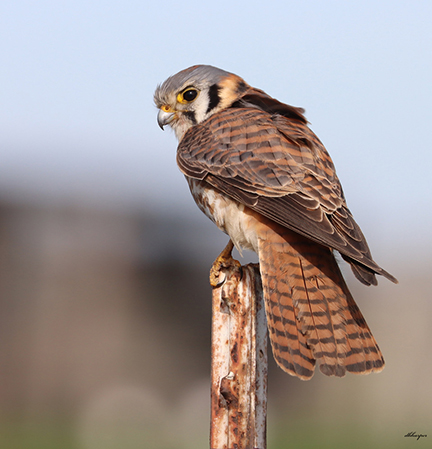 Anticoagulants in Western Kestrels - Raptors Are the Solution