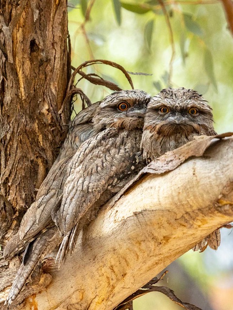 Tawny frogmouths by Gordon Roberts