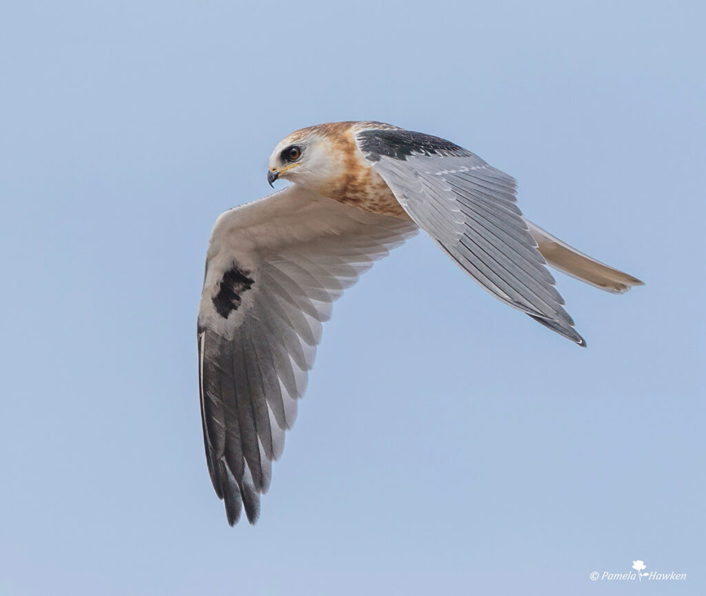 White-tailed kite