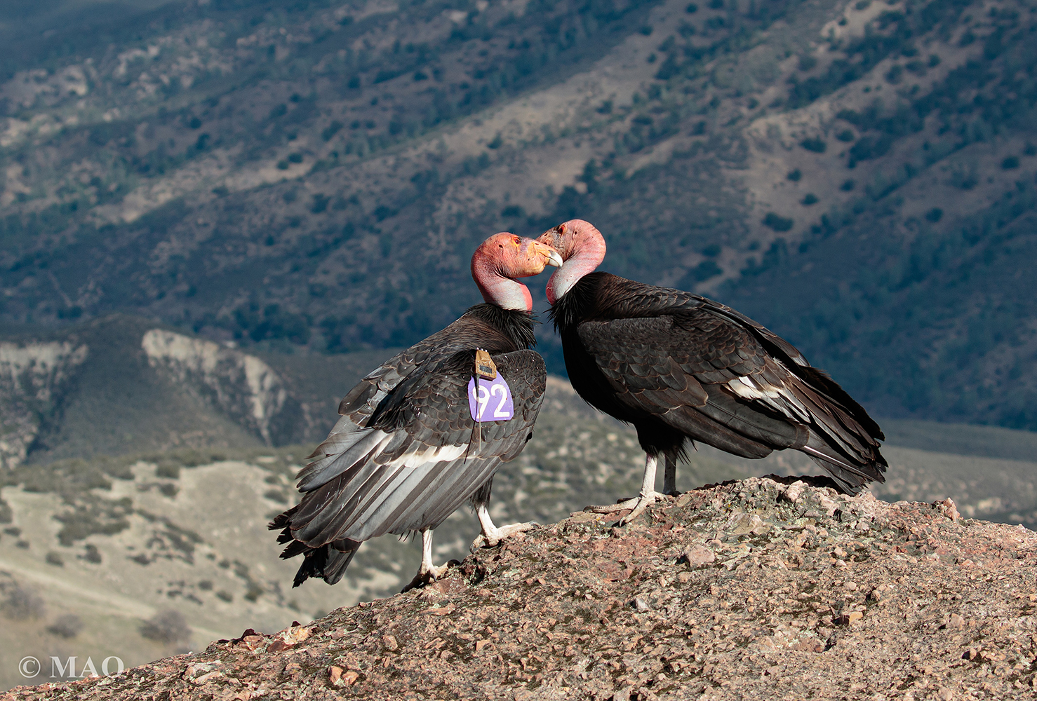 Condors