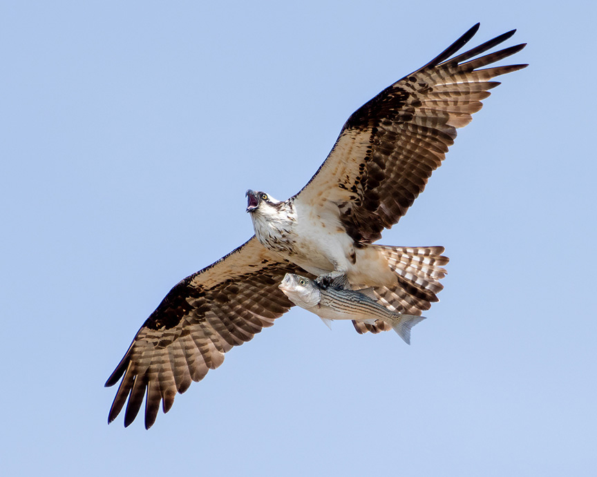Osprey
