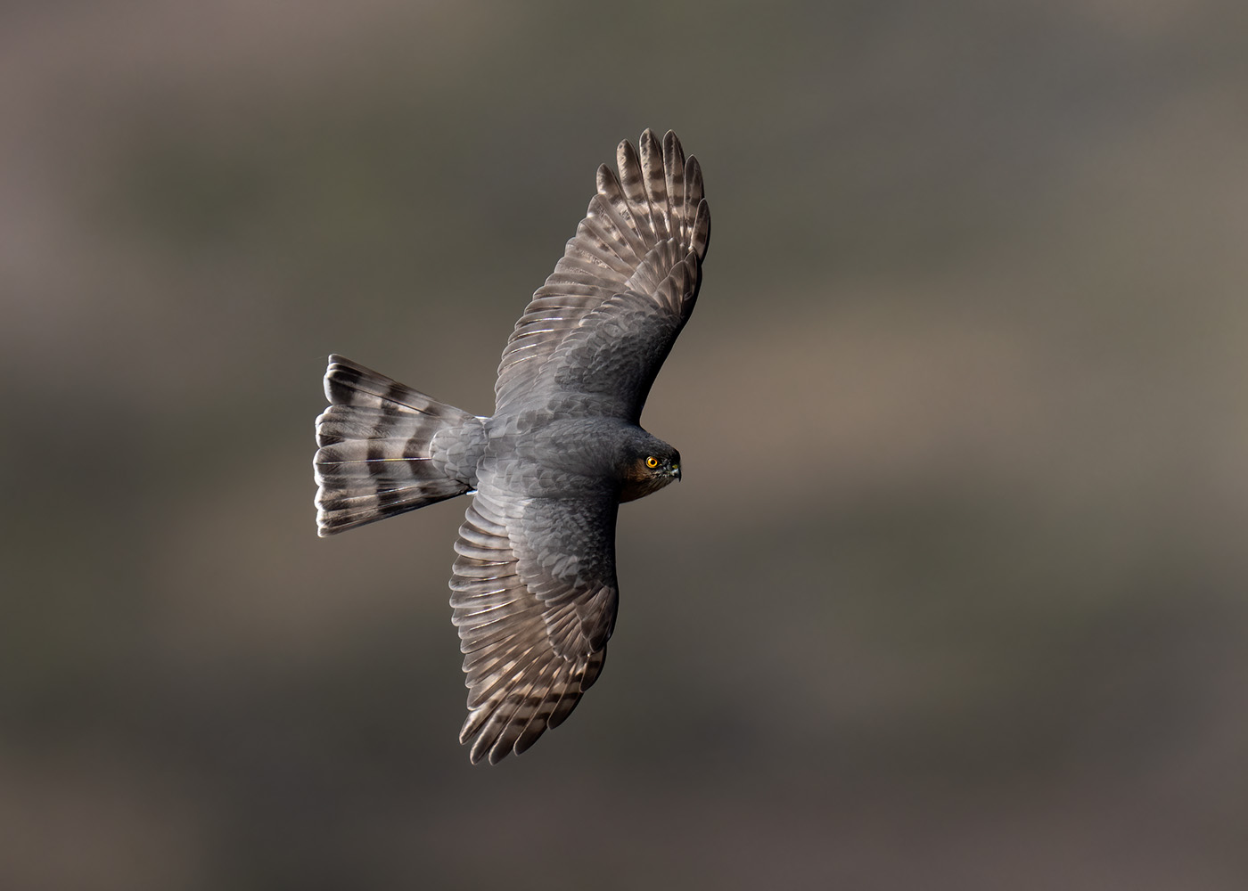 Sharp-shinned hawk