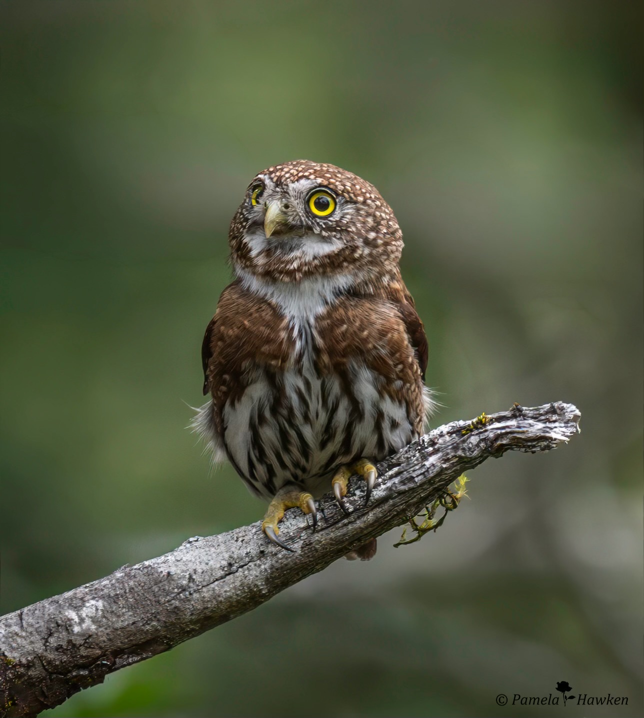 Pygmy Raptors Keeping Night Skies Dark For Songbirds, Owls and More - Raptors Are the ...