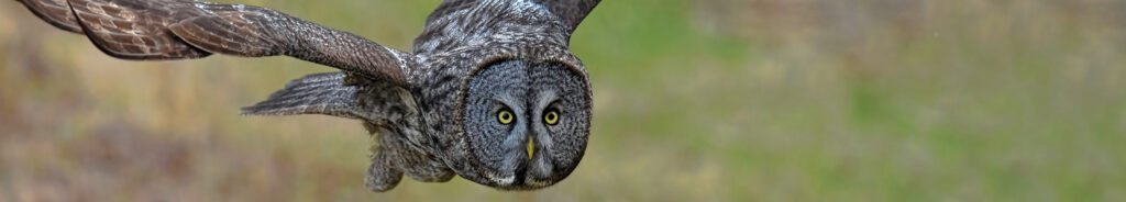 Great Gray